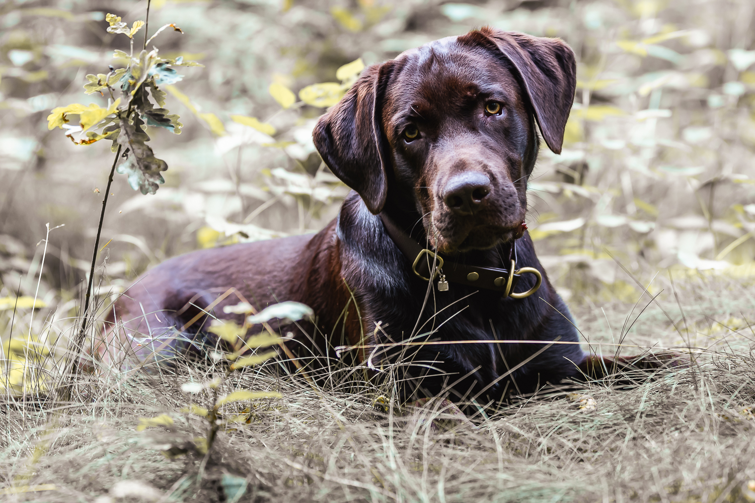 Hundefotografin aus dem Raum Neumünster