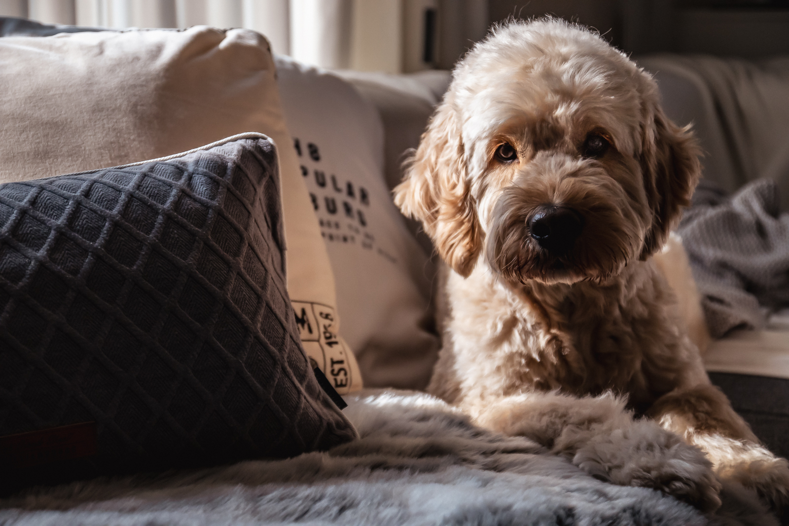 Hundefotografin aus dem Raum Neumünster